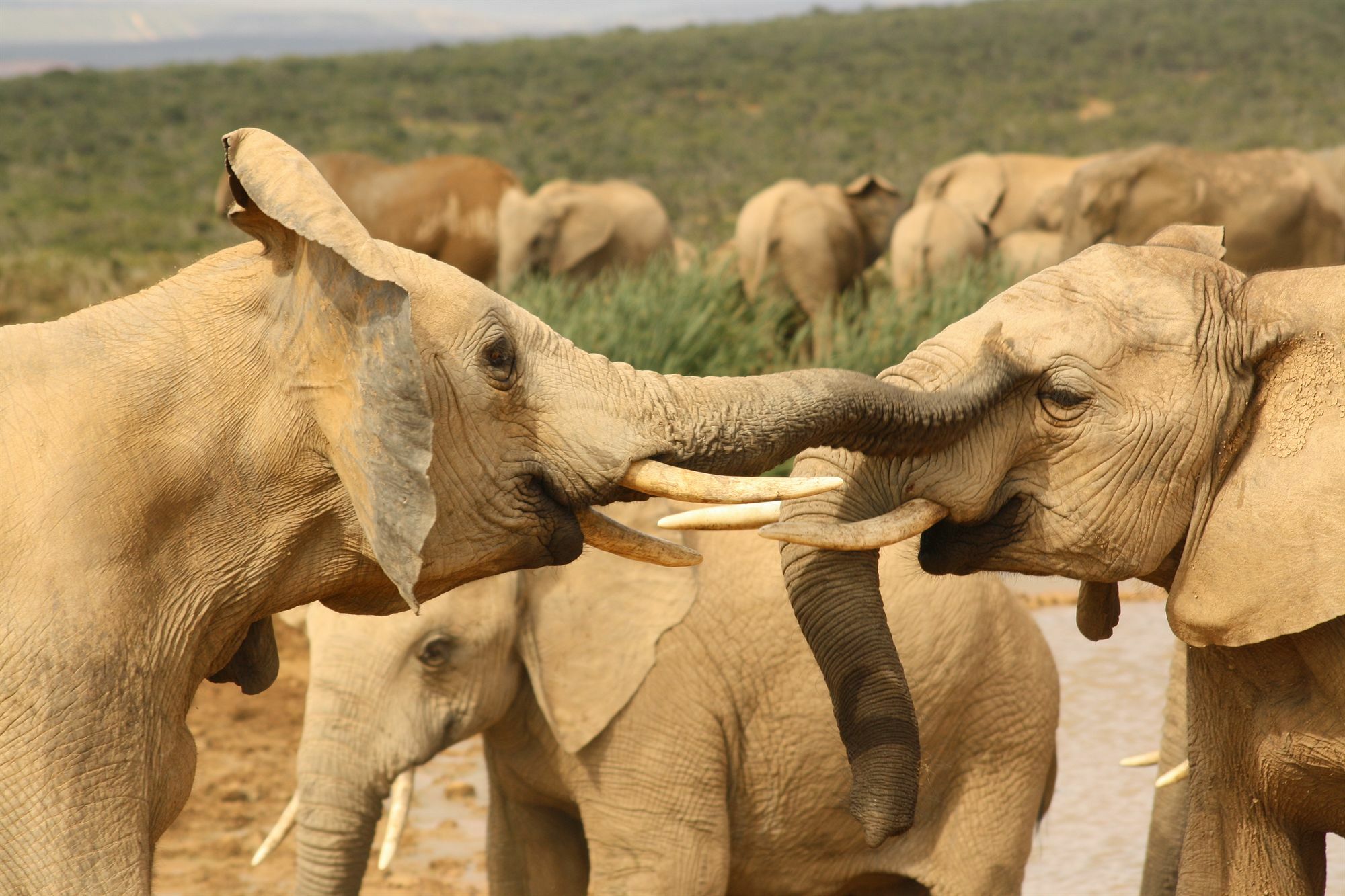 Gorah Elephant Camp Addo Zewnętrze zdjęcie