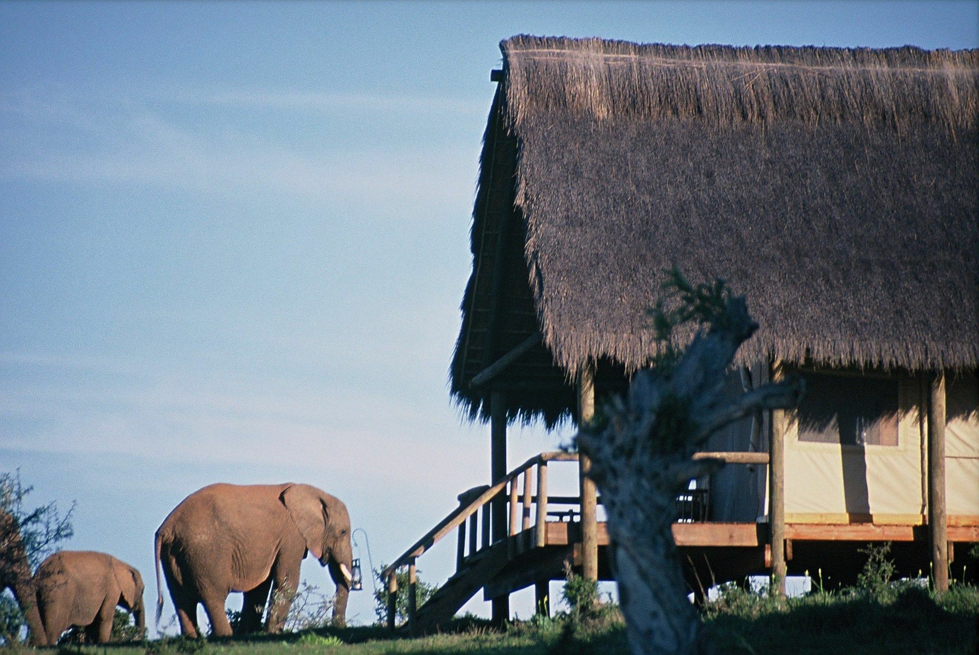 Gorah Elephant Camp Addo Zewnętrze zdjęcie