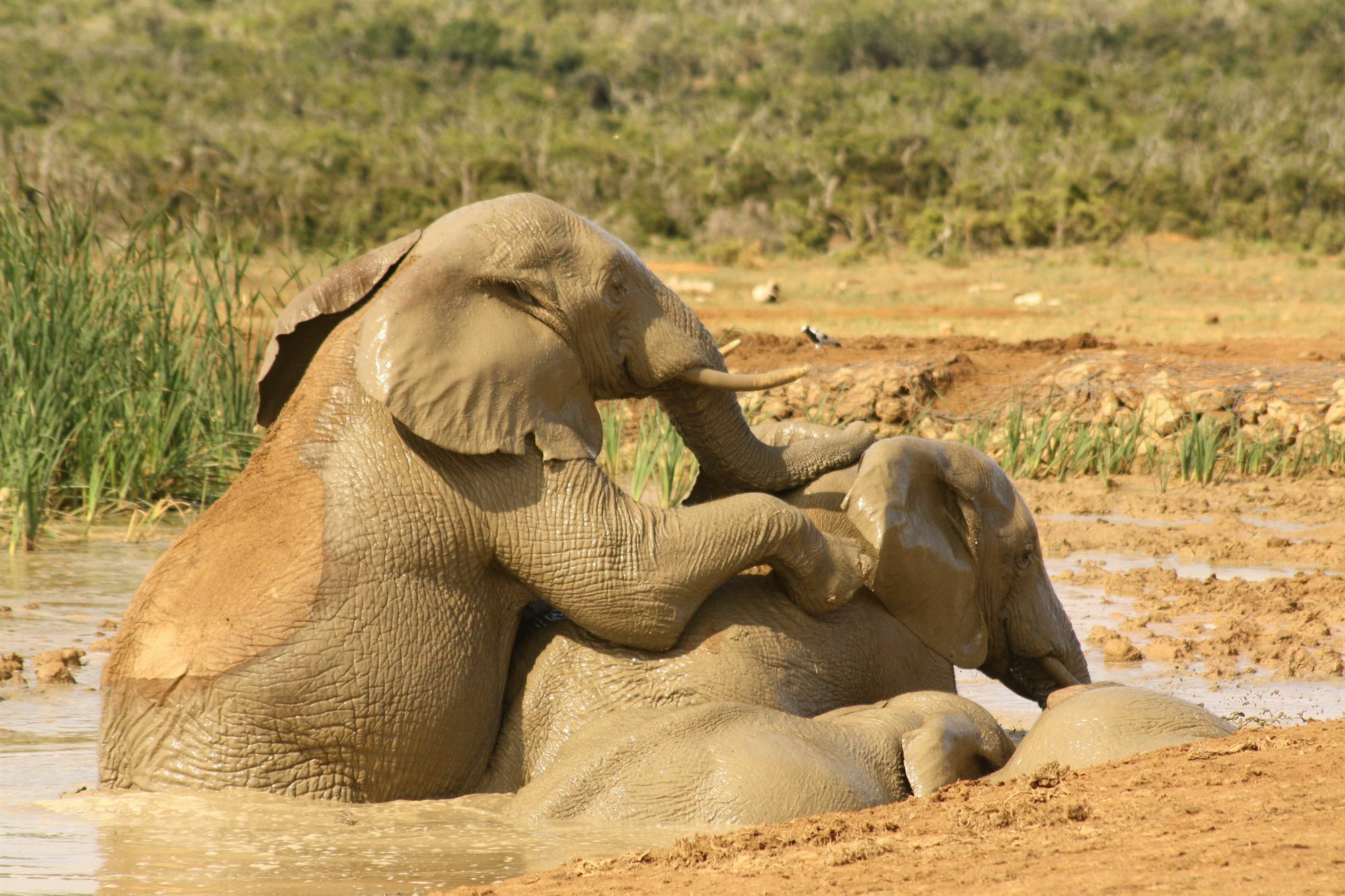 Gorah Elephant Camp Addo Zewnętrze zdjęcie